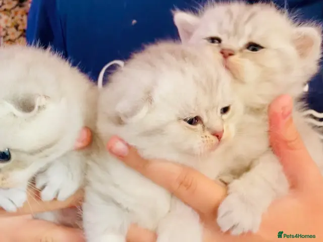 Scottish Fold cats for sale: Beautiful Scottish fold/straight ready to reserve - Advert 13