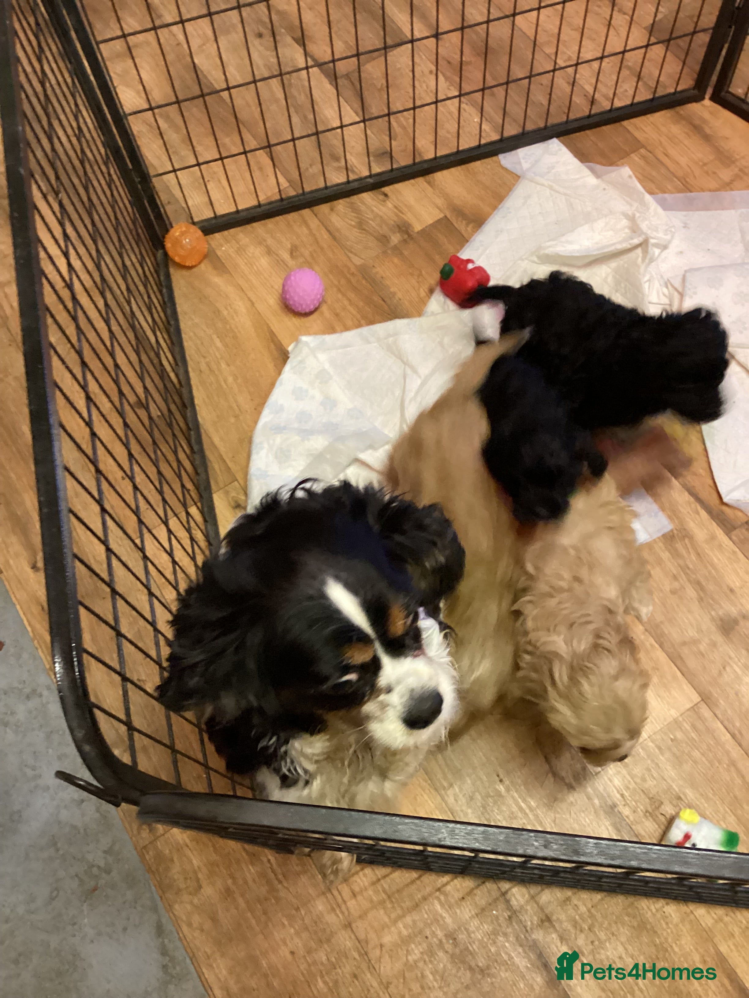 Cavapoo dogs F1 cavapoo  - Advert 1