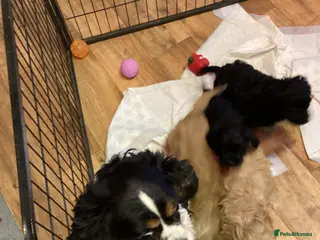 Cavapoo dogs F1 cavapoo - Advert 2