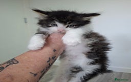 Maine Coon cats for sale: Beautiful Part Maine Coon Male Kitten - Image 2