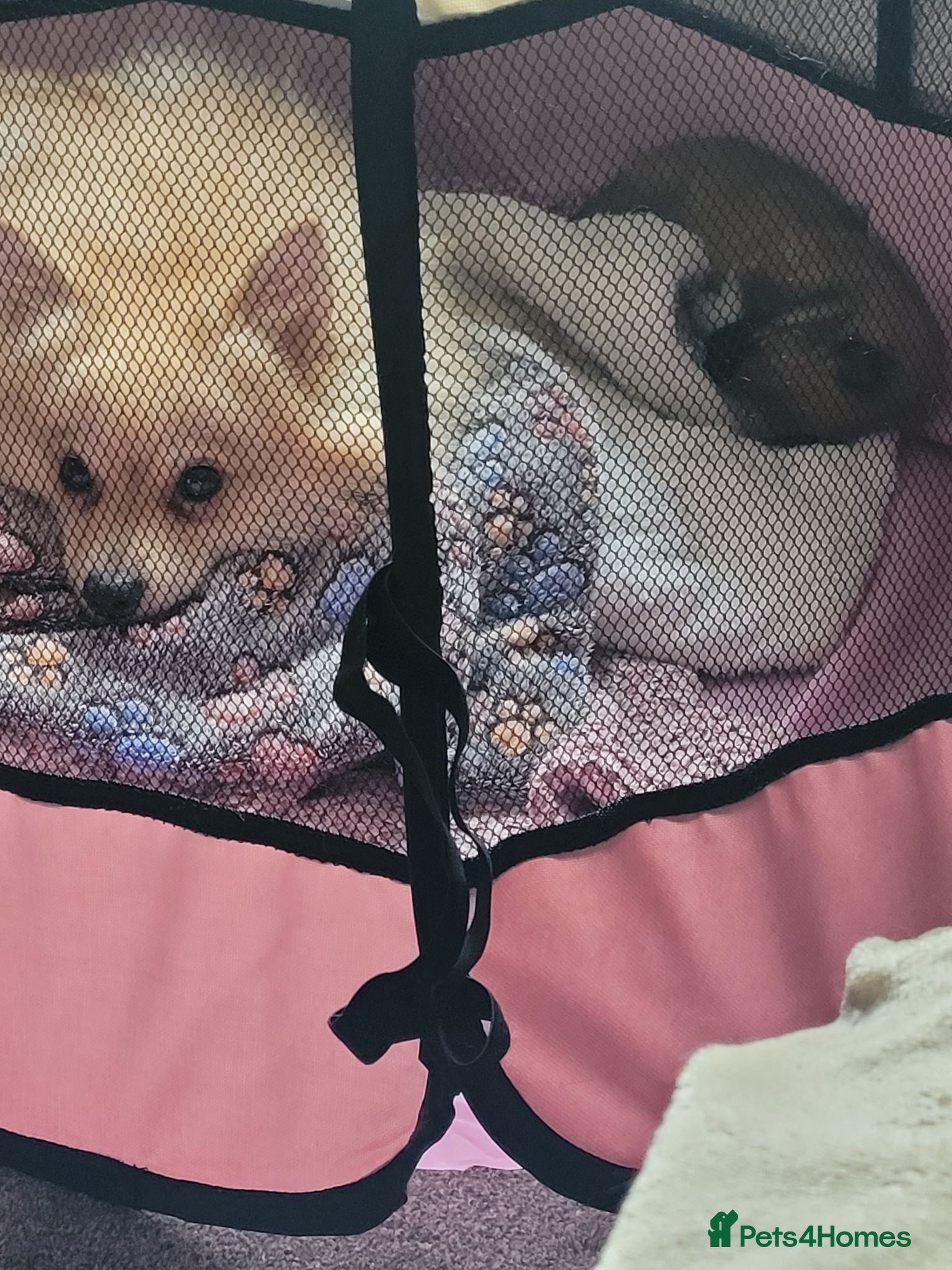 Mixed Breed dogs Puppies  - Advert 5
