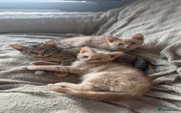 Mixed Breed cats for sale: 3 adorable kittens for sale  - Advert 10