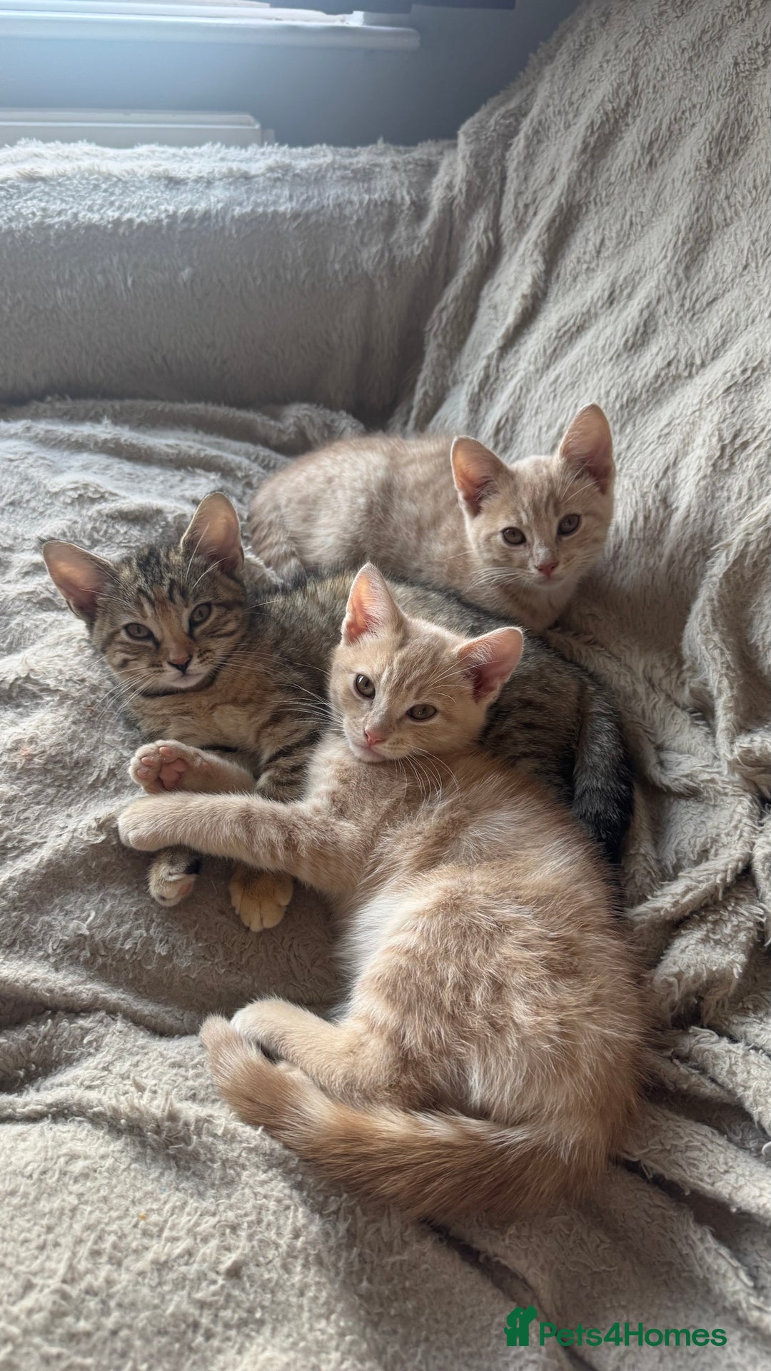 Mixed Breed cats for sale: 3 adorable kittens for sale  - Advert 10