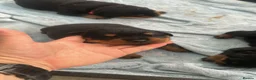 Rottweiler dogs for sale: Rottweiler  in Derby - Advert 5