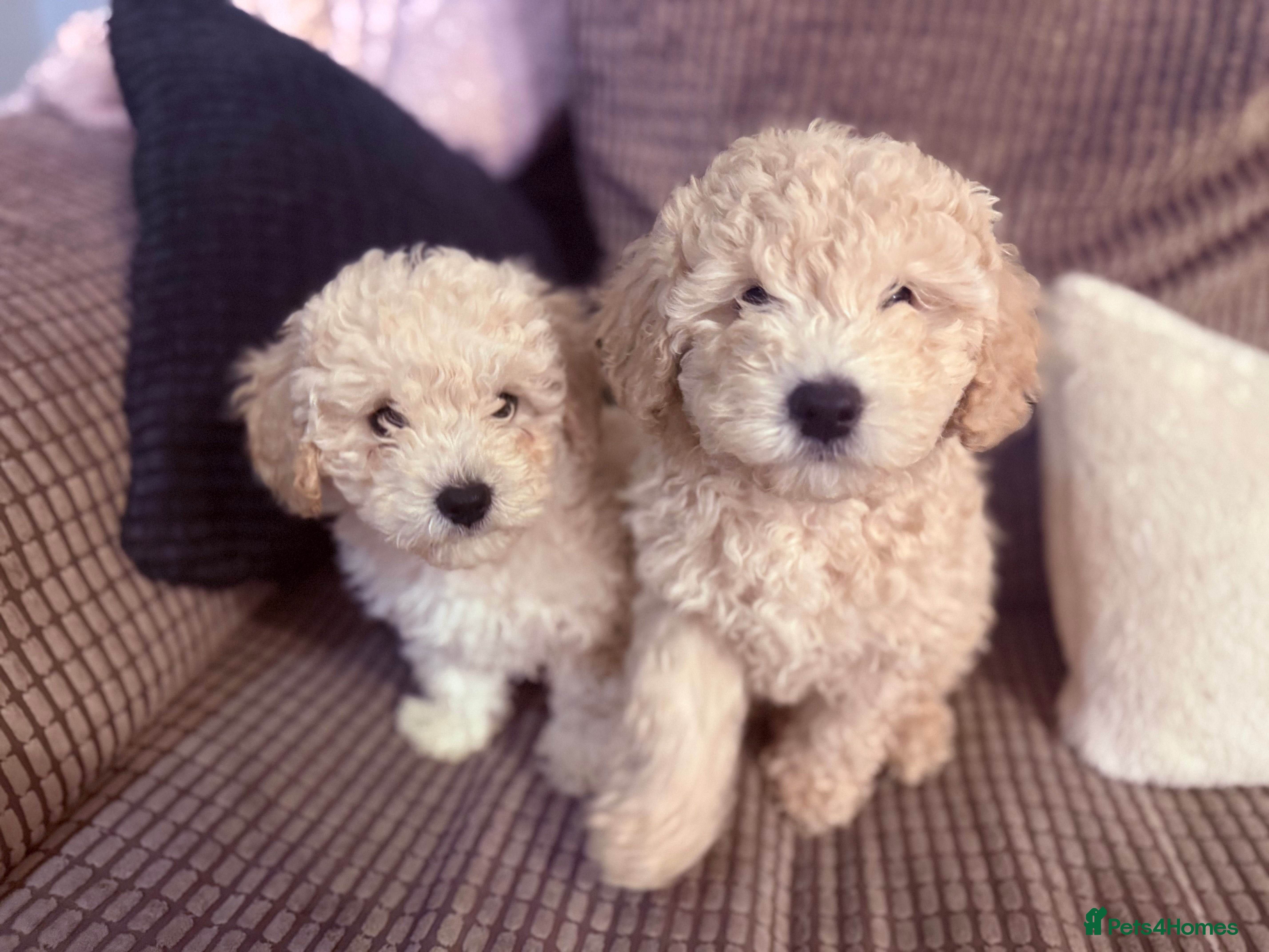 Maltipoo dogs 2 boys left 🐶 ready now - Advert 4