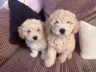 Maltipoo dogs 2 boys left 🐶 ready now - Advert 4