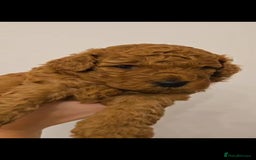 Cockapoo dogs for sale: Red Toy Cockapoo - Image 3