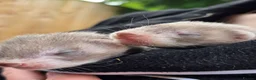 Ferret rodents for sale: Ferret kits ready to leave now - Advert 12