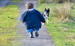 Border Collie dogs for sale: Beautiful Border Collie Bitch - Advert 4