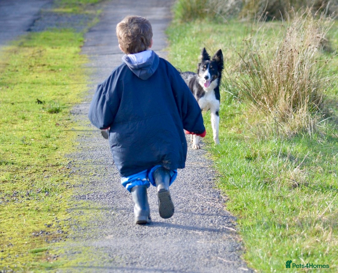 Border Collie dogs for sale: Beautiful Border Collie Bitch - Advert 4