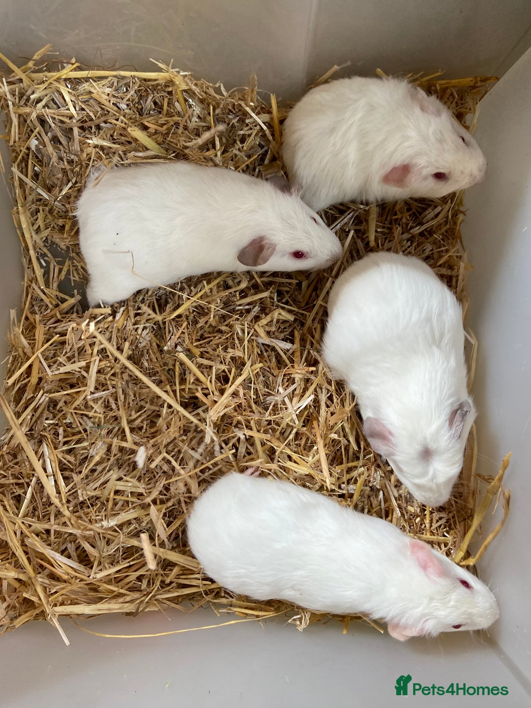 Guinea Pig rodents for sale: Baby Female Guinea Pigs For Sale - Image 5