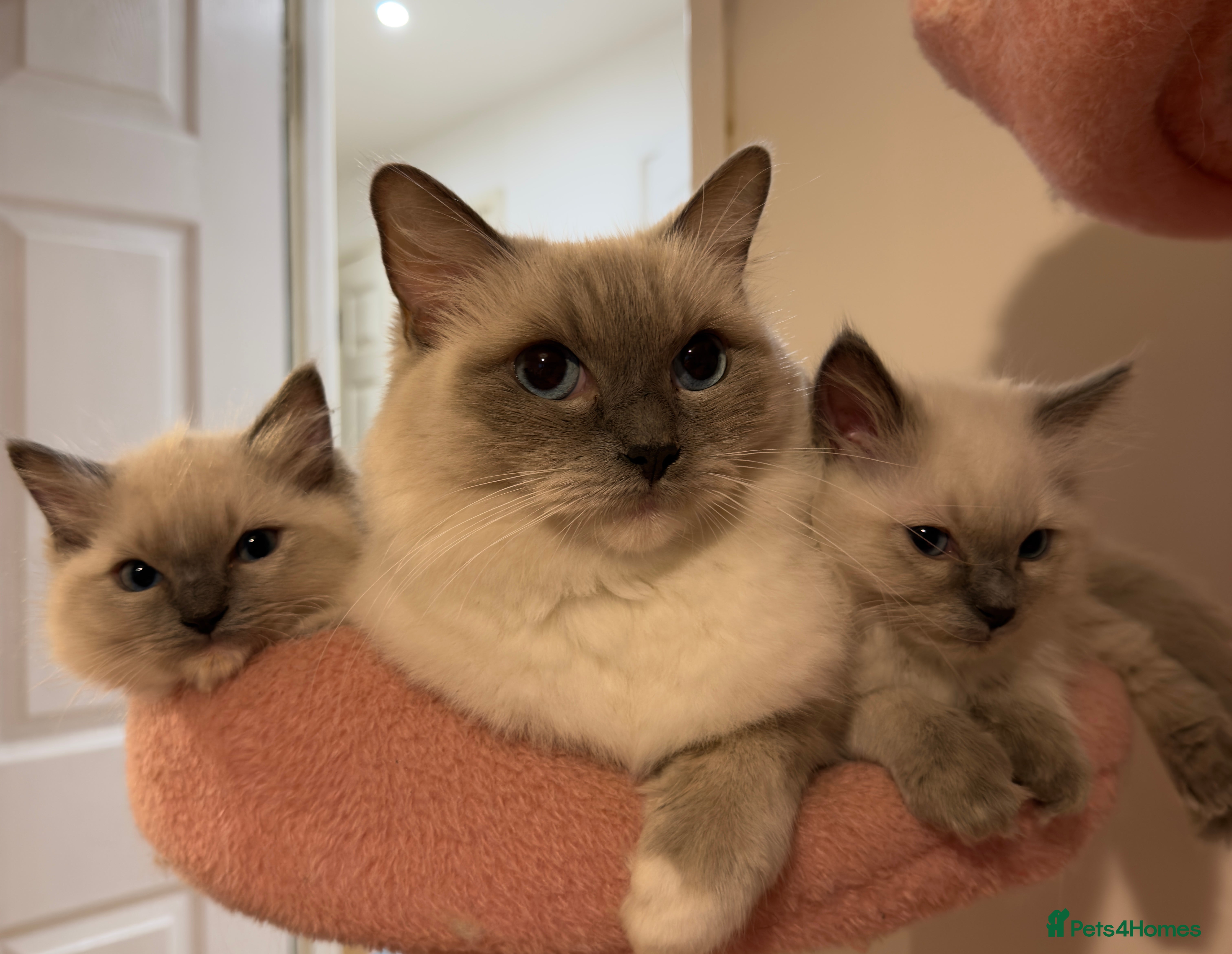 Ragdoll cats 🐾 Pure Ragdoll Kittens Looking for Loving Homes  - Advert 19