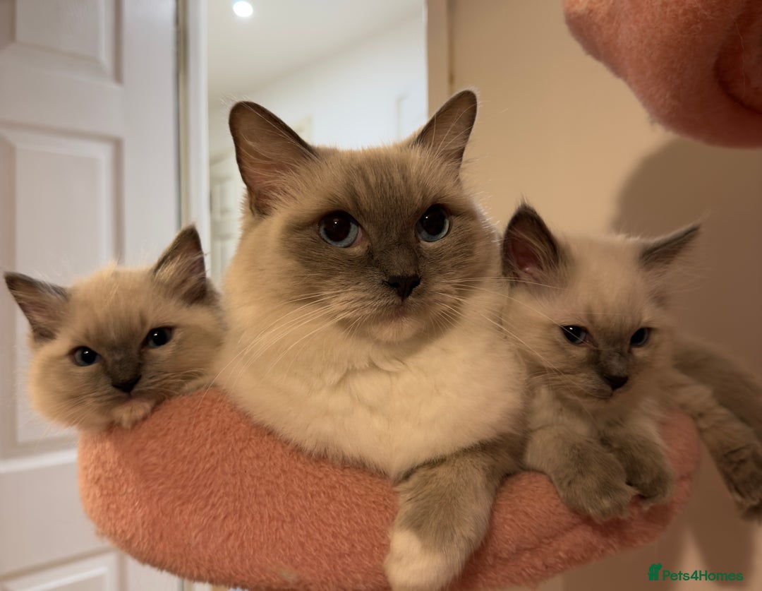 Ragdoll cats for sale: 🐾 Pure Ragdoll Kittens Looking for Loving Homes  - Advert 1