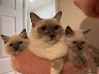 Ragdoll cats 🐾 Pure Ragdoll Kittens Looking for Loving Homes - Advert 9