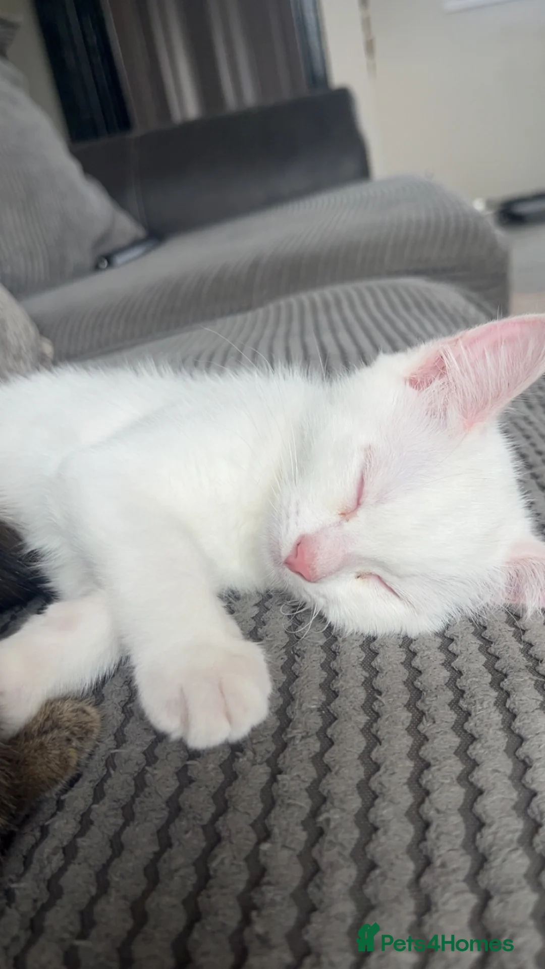 Maine Coon cats for sale: Half Maine coon kitten - Advert 12