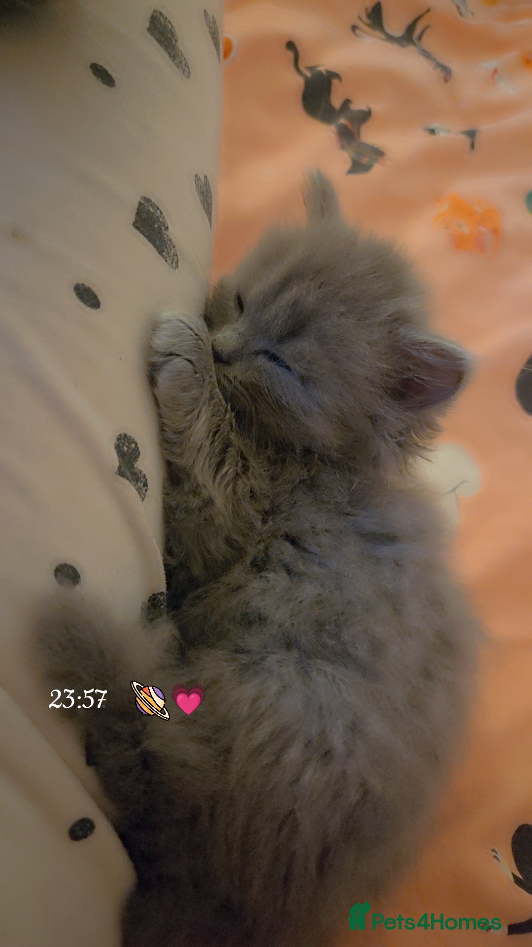 British Longhair cats for sale: British Longhair Blue Male  - Advert 3