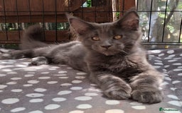Maine Coon cats for sale: Maine Coon XL purebred active - Image 26