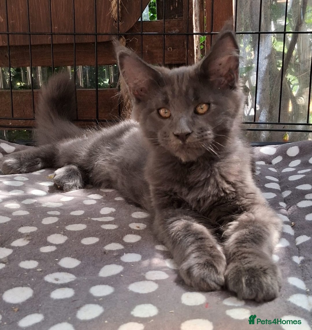 Maine Coon cats for sale: Maine Coon XL purebred active - Image 26