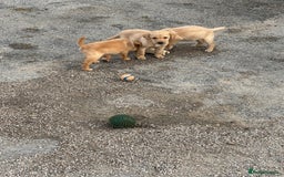 Labrador Retriever dogs for sale: Quality kc Labrador puppies 4 Males Ready Now - Image 6