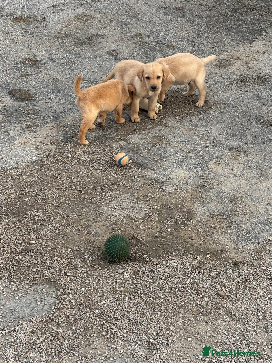 Labrador Retriever dogs for sale: Quality kc Labrador puppies 4 Males Ready Now - Image 6