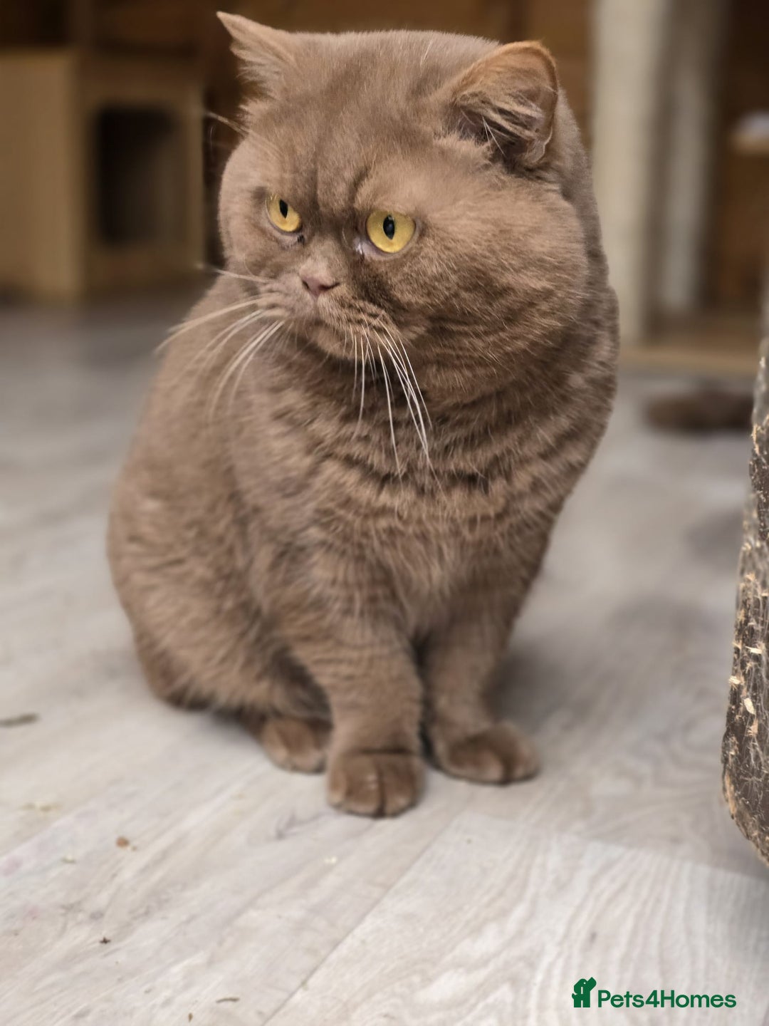 British Shorthair cats for sale: Pure British shorthair kittens  - Advert 8