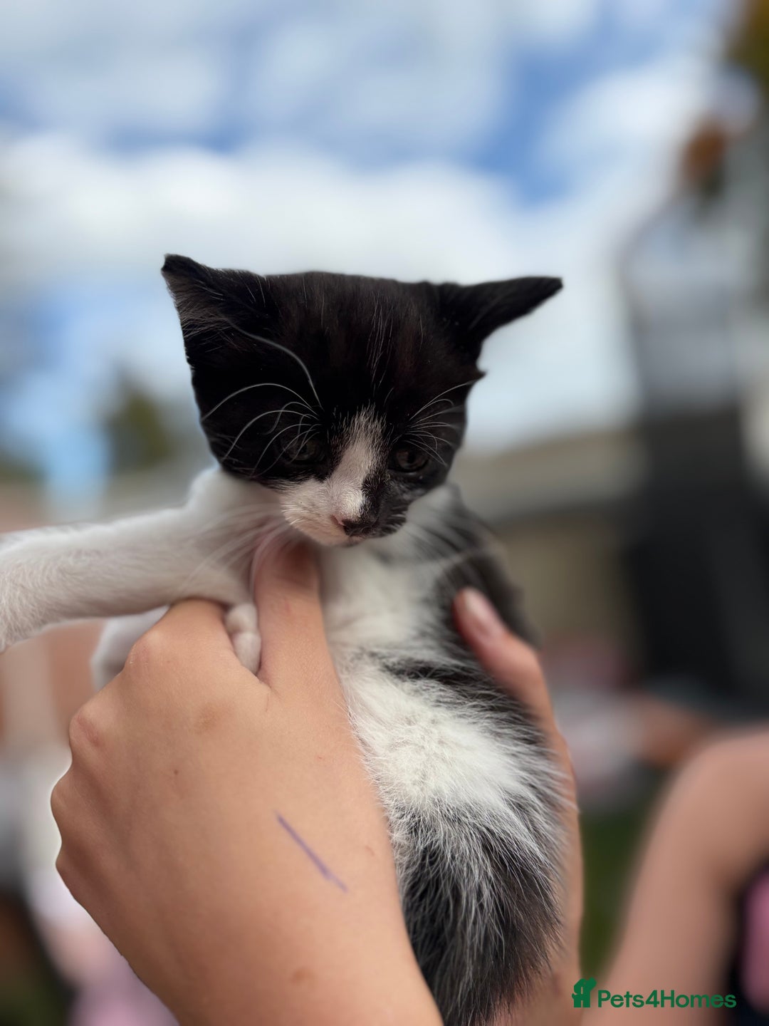 Domestic Shorthair cats for sale: 5 Beautiful kittens ready to leave  - Image 15