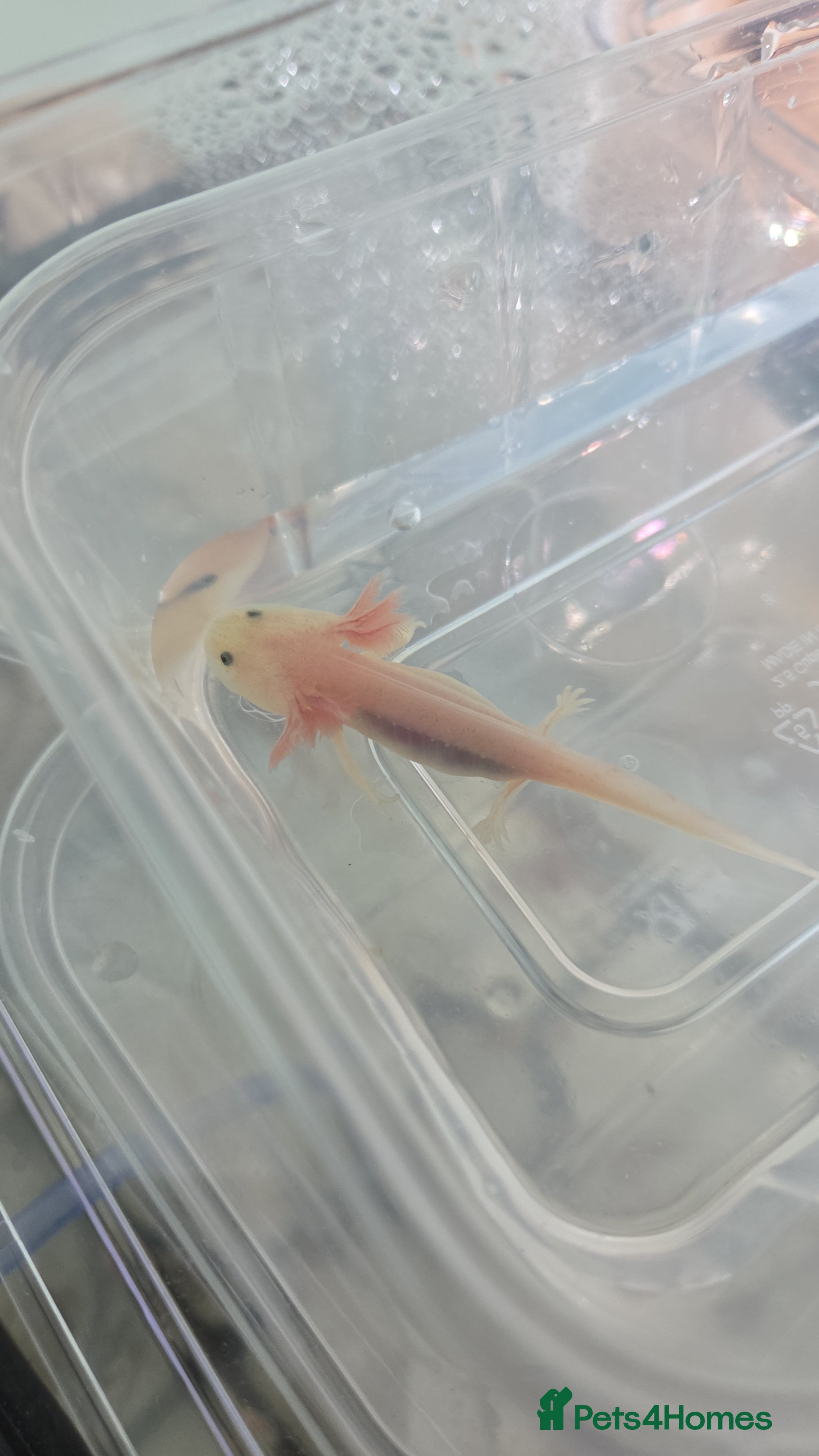Axolotl reptiles 3 month old Axolotl's for sale - Advert 1