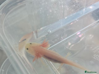 Axolotl reptiles 3 month old Axolotl's for sale - Advert 1