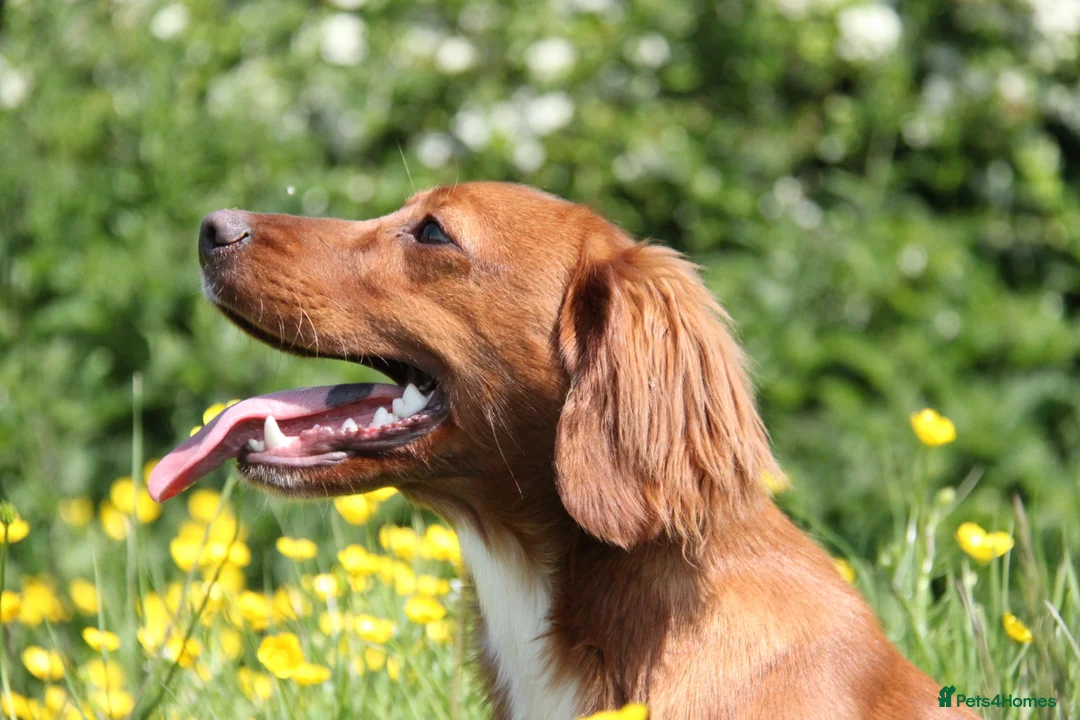 Cocker Spaniel dogs for stud: PROVEN Red Cocker Spaniel at Stud in Durham - Advert 7
