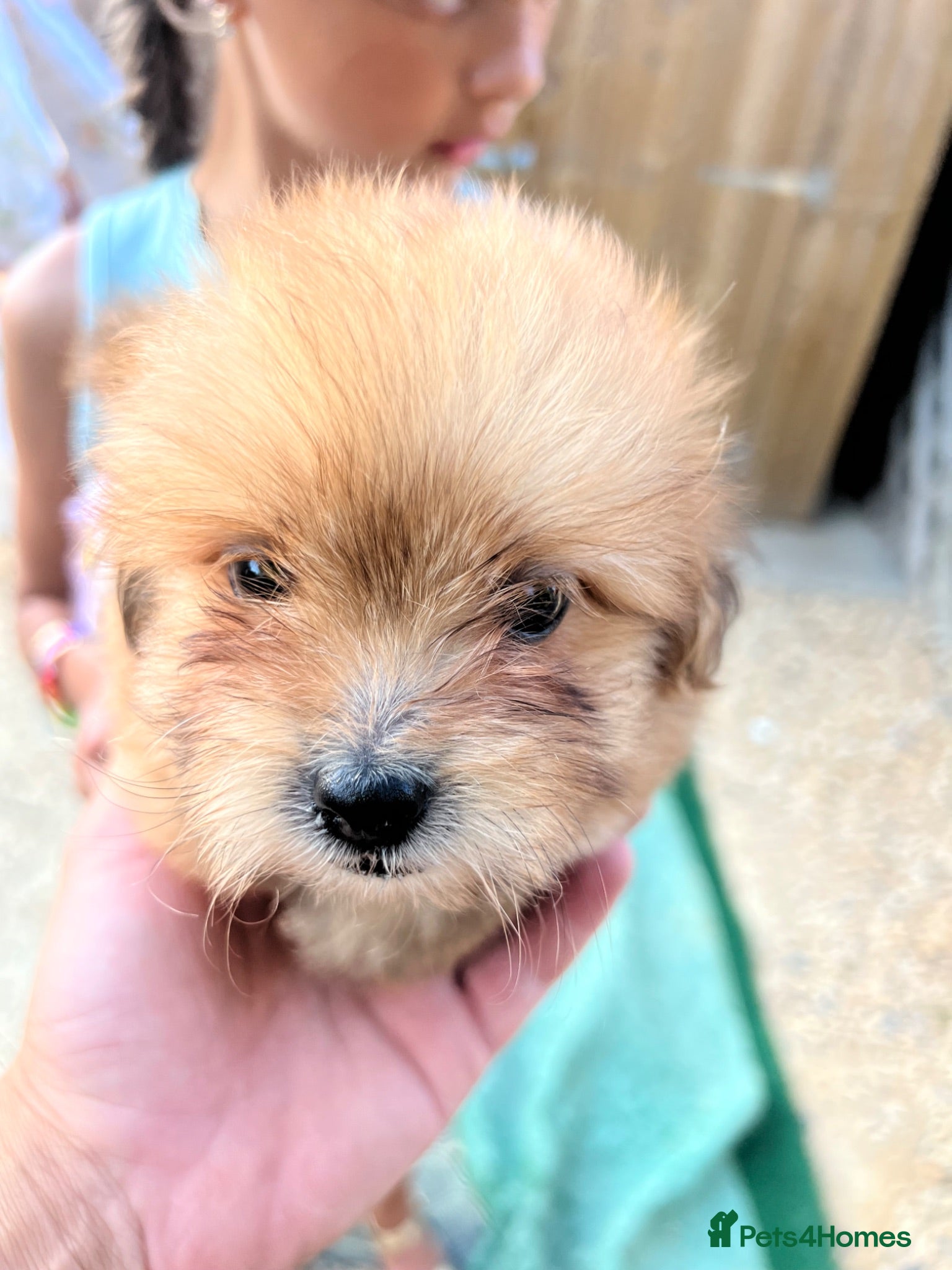 Mixed Breed dogs Puppies for sale - Advert 1