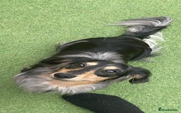 Miniature Dachshund dogs for stud: Mini long haired dapple dachshund Odin for stud.   - Advert 7