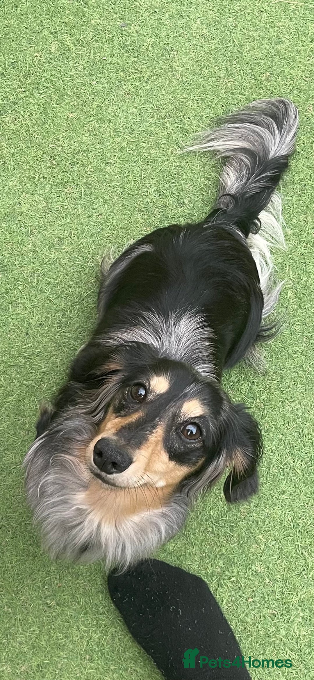 Miniature Dachshund dogs for stud: Mini long haired dapple dachshund Odin for stud.   - Advert 7