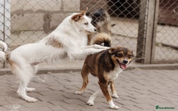 Mixed Breed dogs for adoption: 💖🐶 FAY 🐶💖 - Image 11