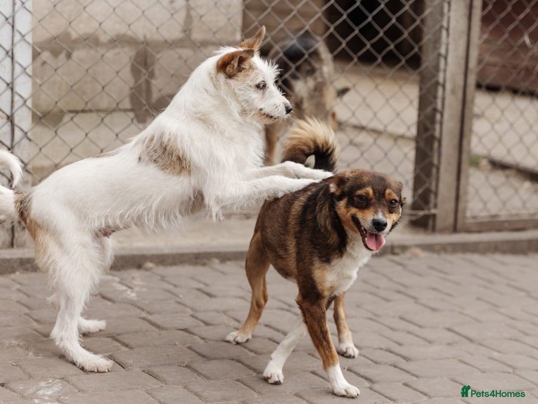 Mixed Breed dogs for adoption: 💖🐶 FAY 🐶💖 - Image 11