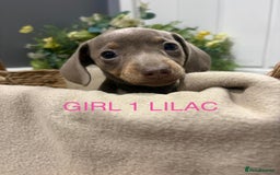 Miniature Dachshund dogs for sale: **MINIATURE DACHSHUND PUPPIES **  - Image 3