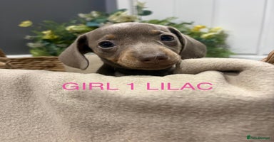 Miniature Dachshund dogs - Advert 6