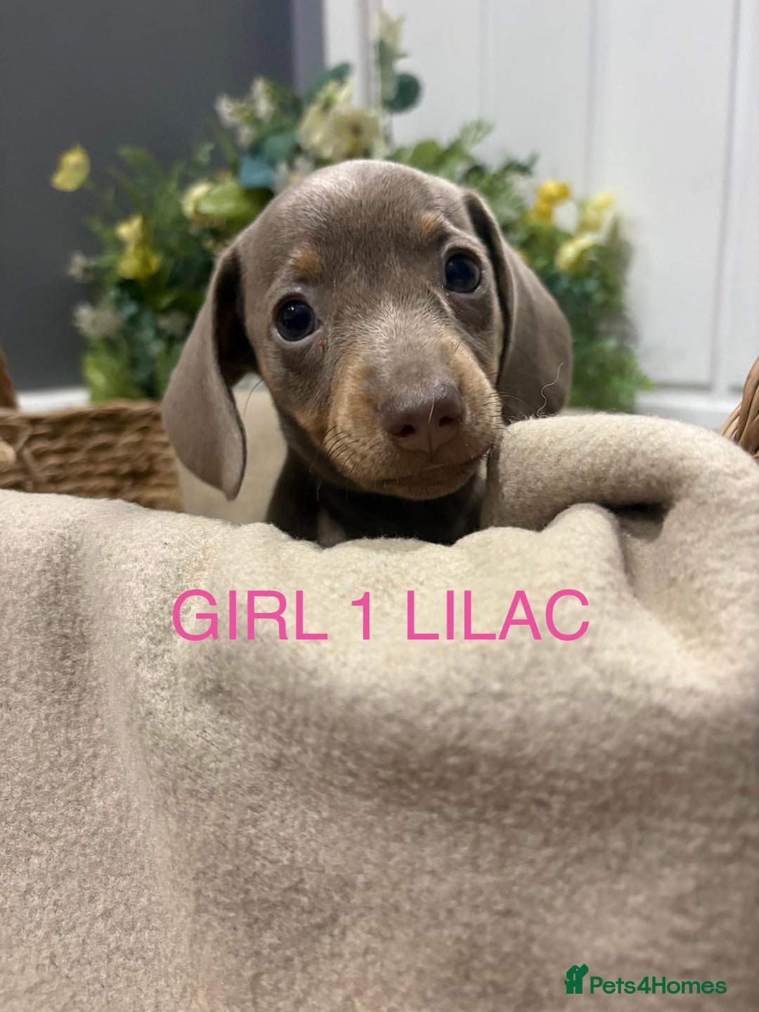 Miniature Dachshund dogs for sale: **MINIATURE DACHSHUND PUPPIES **  - Image 3