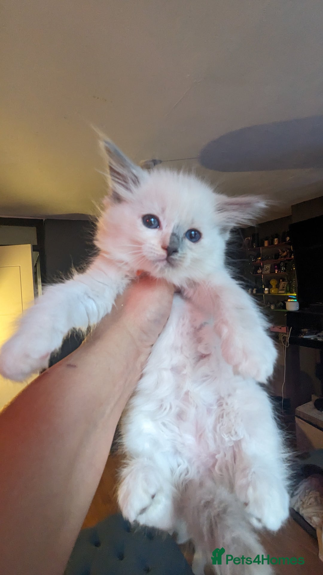 Ragdoll cats for sale: Beautiful ragdolls looking for their new families - Advert 7