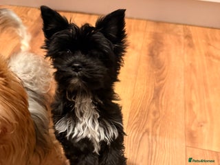 Yorkshire Terrier dogs 🖤Beautiful puppies ready to leave 🖤 - Advert 18