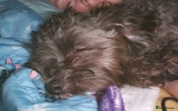 Mixed Breed dogs for sale: Female shit poo dog  - Image 3