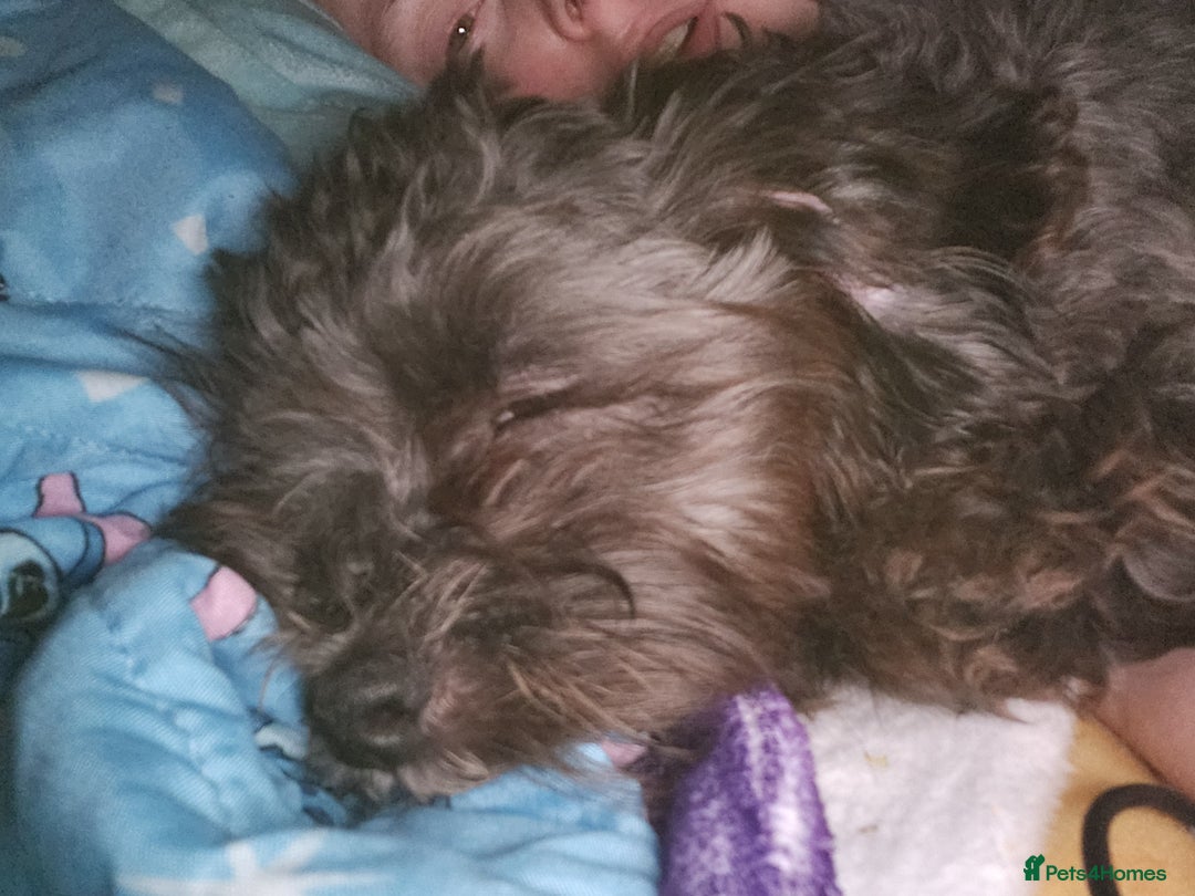 Mixed Breed dogs for sale: Female shit poo dog  - Image 3