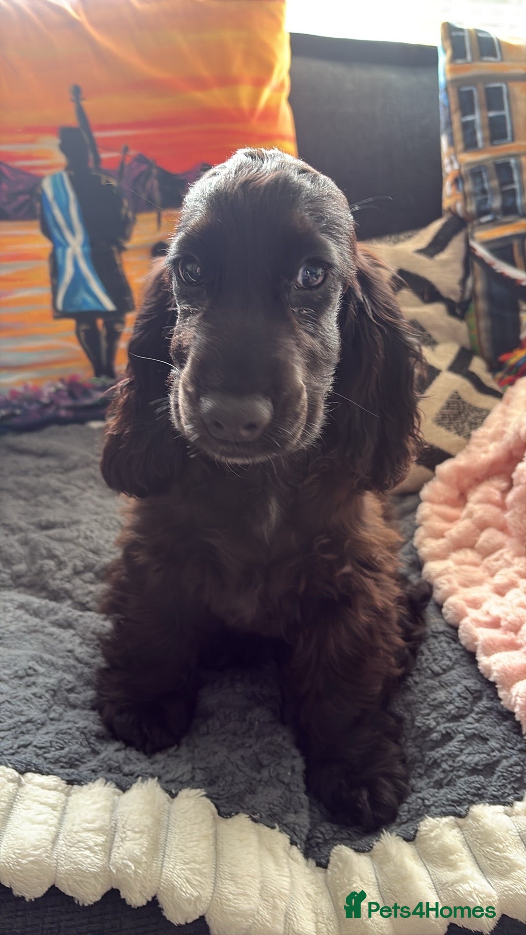 Cocker Spaniel dogs KC Reg Show Cocker Spaniel Puppy - Advert 1