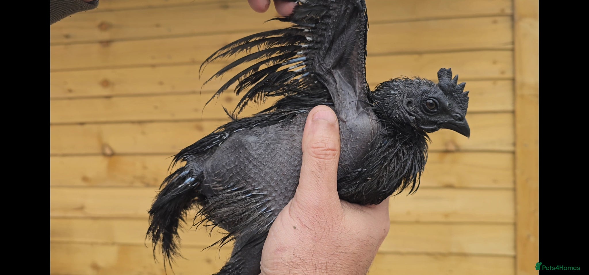 Chickens poultry for sale: Pure Indonesian Ayam Cemani Black Tongue in Newport - Advert 3