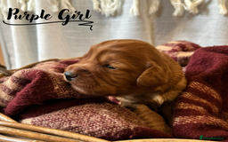 Cocker Spaniel dogs for sale: Stunning Red Working Cocker Spaniel Pups - Image 7