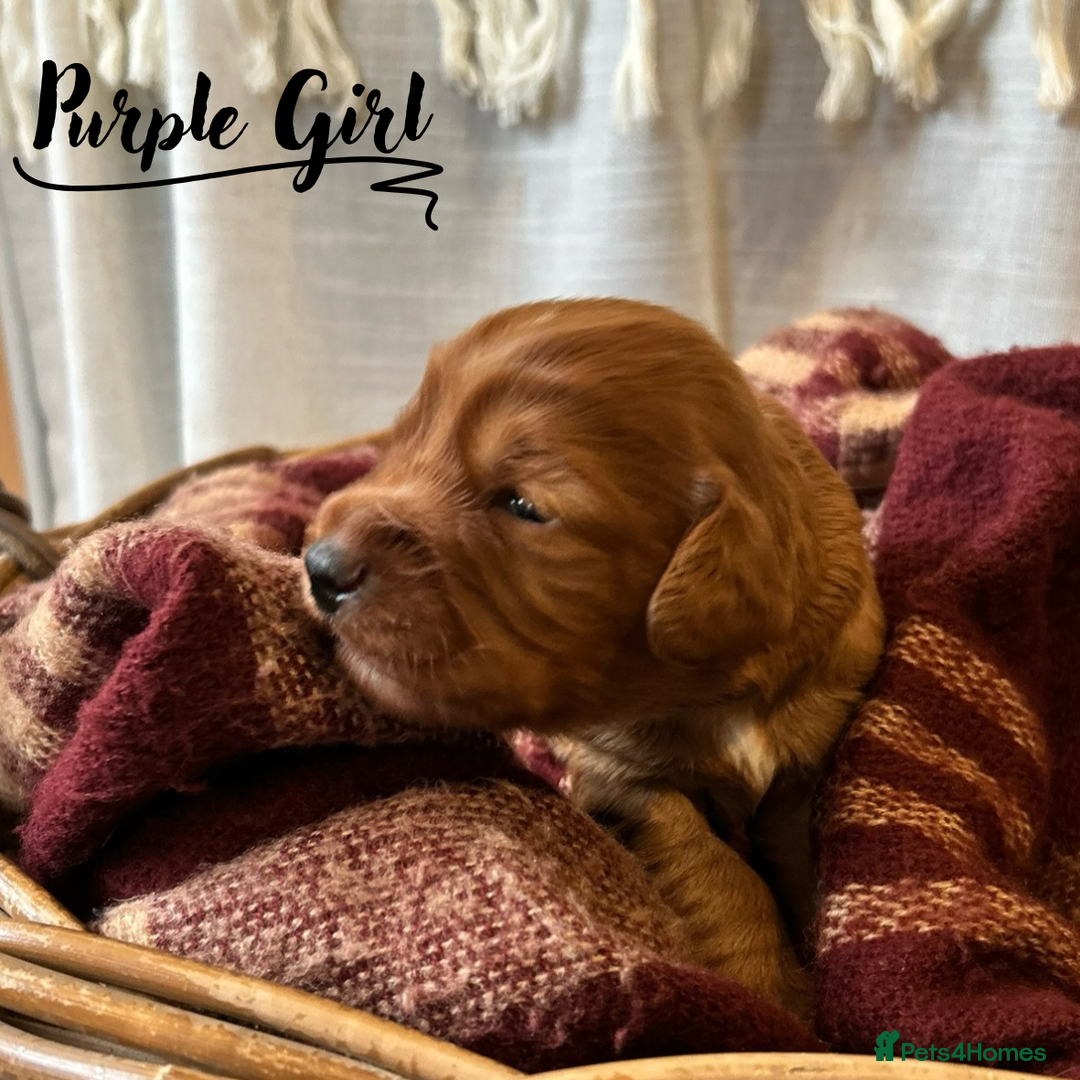 Cocker Spaniel dogs for sale: Stunning Red Working Cocker Spaniel Pups - Image 7
