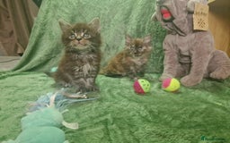 Maine Coon cats for sale: Planned summer babies looking for forever homes - Image 1