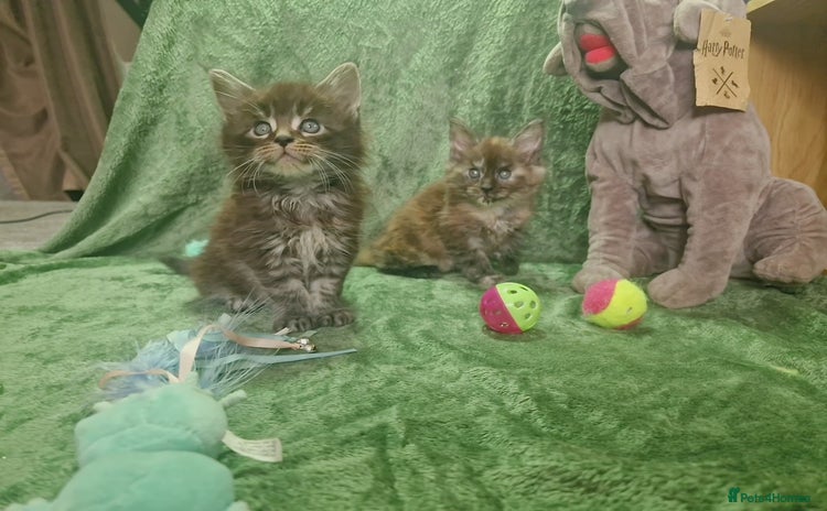 Maine Coon cats - Advert 2
