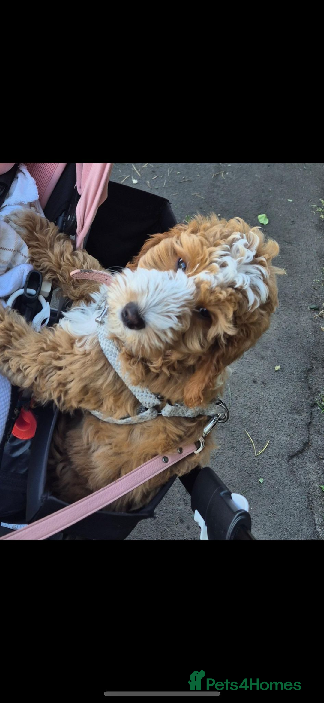 Australian Labradoodle dogs for sale: Australian Labradoodle Pups - Advert 4