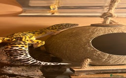 Leopard Gecko reptiles for sale: Female leopard gecko  - Advert 2