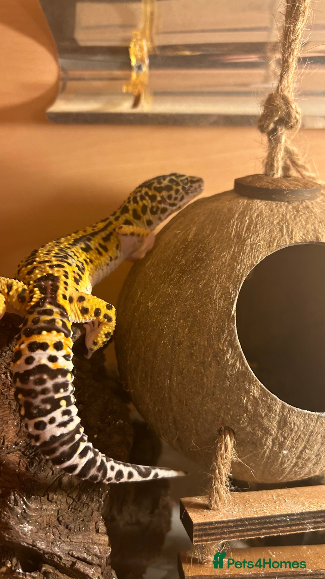 Leopard Gecko reptiles for sale: Female leopard gecko  - Advert 2